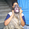 yassine et son chien